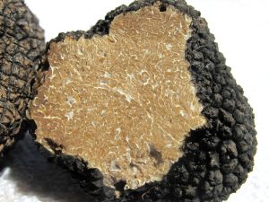 La truffe, diamant noir du Tricastin
