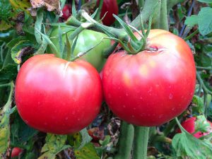Tomate rose de berne