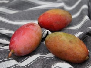 Déguster des mangues en automne, c’est la saison !