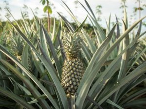 Ananas Pain de Sucre