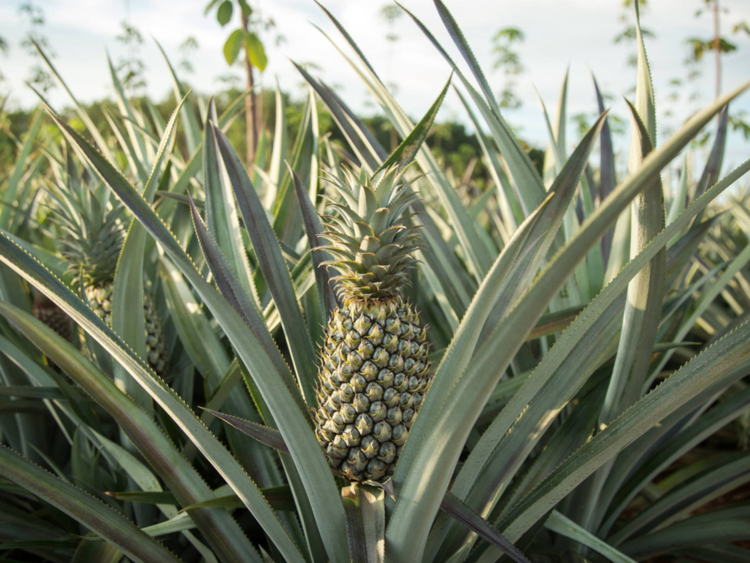 Tout savoir sur l’ananas Pain de Sucre | Potager City