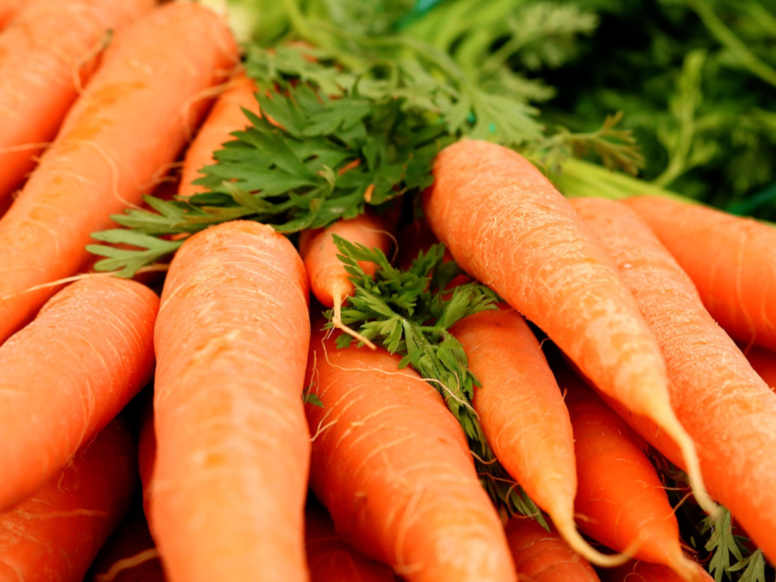 Tout savoir sur la carotte multicolore