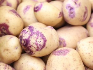 Pomme de terre Blue Belle