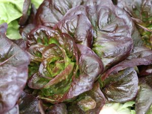 Salade Rougette