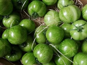 Tomate green zebra