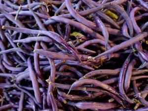 Haricot violet