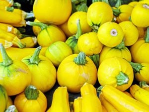 Courgette jaune