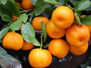 Mandarine Tardive de Ciaculli/Marzaïolo