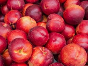 Nectarine