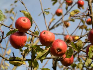 Pomme Rosée du Pilat