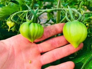 Le savoir-faire de Rémy, maraîcher dans le sud de la France