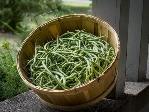 Les bons légumes d’Anjou de Martine
