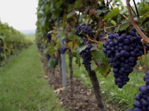 Les fruits et légumes du sud de Rémy