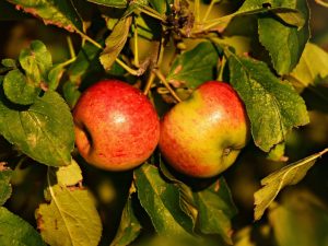 Pomme belle de Boskoop