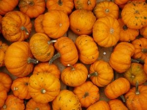 Courge Jack Be Little
