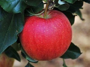 Pomme Corail