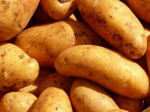 Pomme de terre Celtiane