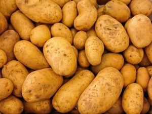 Pomme de terre Maïwenn