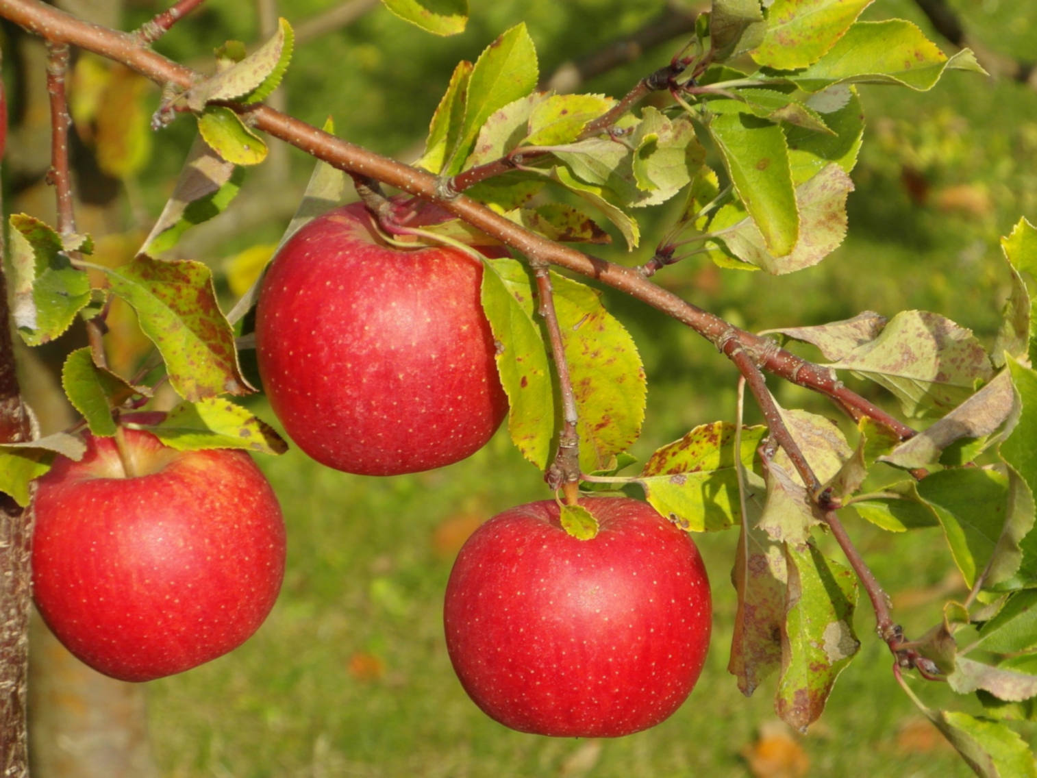Яблоня красная горка. Яблоня Бребурн. Яблоня с красными яблоками. Яблоня красавица сада.