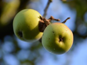 Pomme Opale
