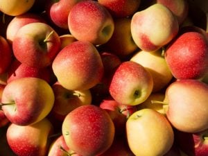 Pomme Pinova