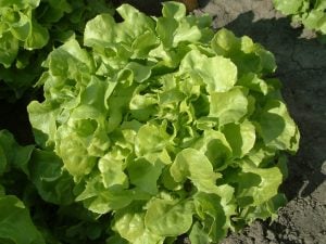 Salade Feuille de chêne