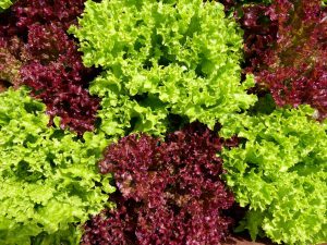 Salade Multifeuille