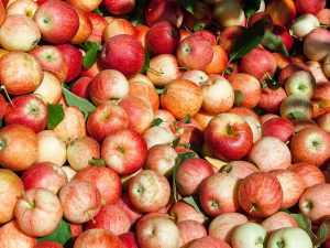 Pomme Reinette d'Angleterre