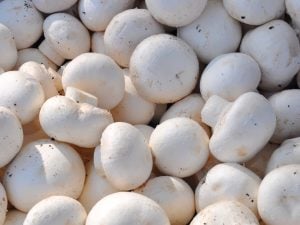 Champignon de Paris