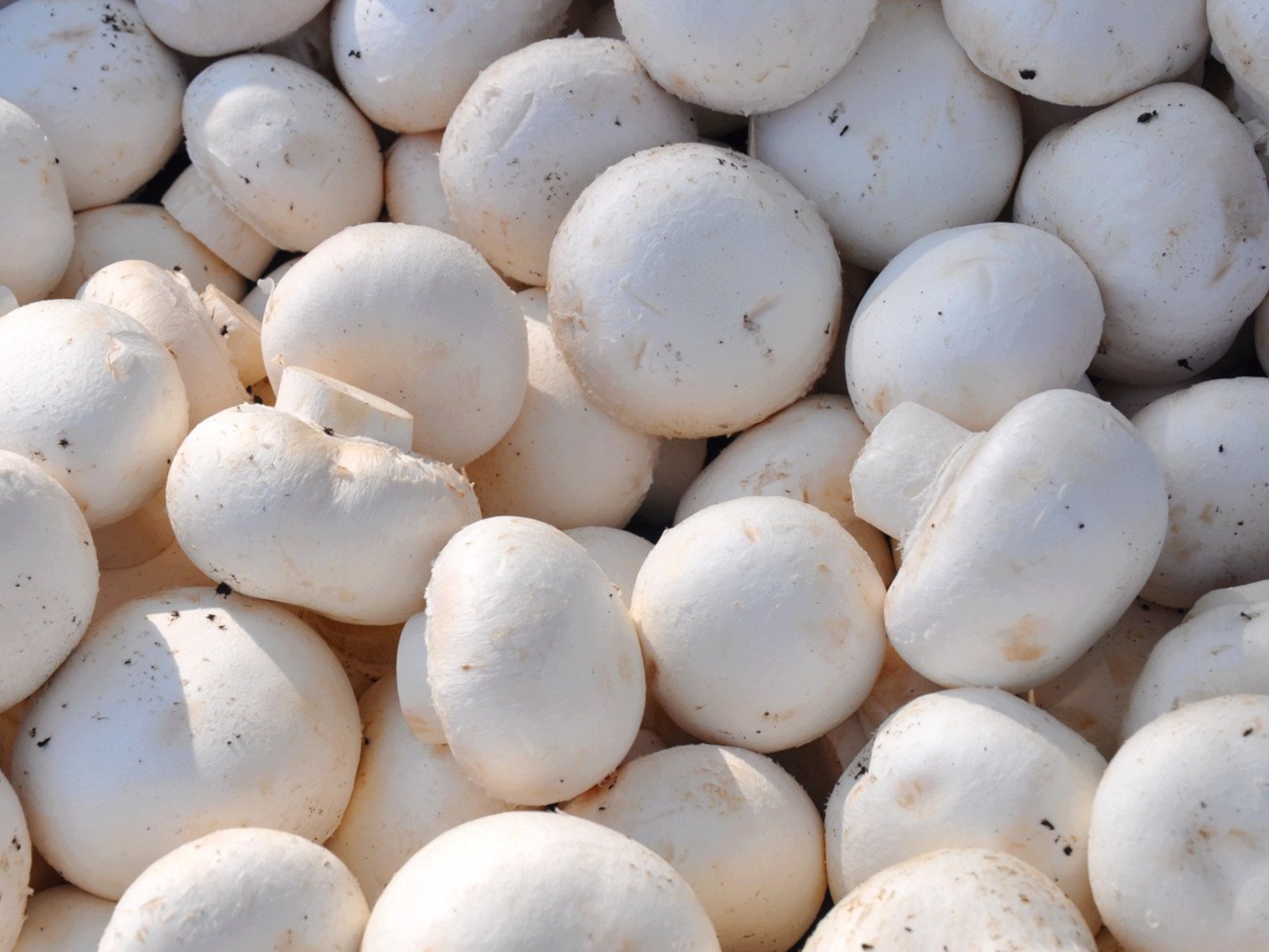 Champignon de Paris