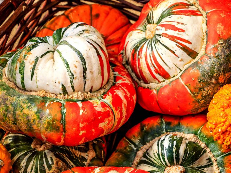 Tout savoir sur le Giraumon Potager City