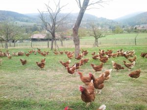 Les poules alsaciennes de Vincent