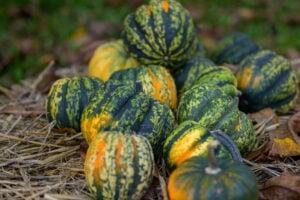Courge Shiatsu