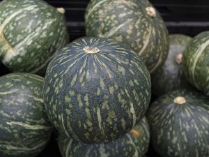Courge Delica