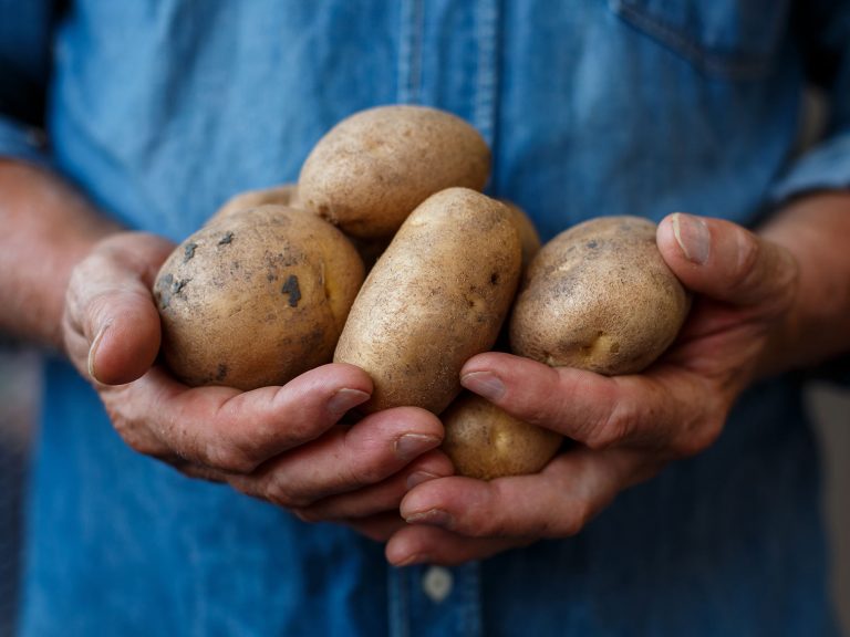 Bertrand Et Son Amour Des Pommes De Terre Potager City