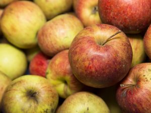 Pomme Pilot