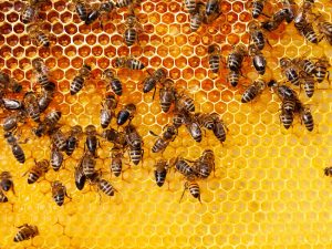 Les producteurs du Val de Nesque : Coopérons pour mieux produire !