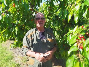 Cueillette des cerises avec Frédéric