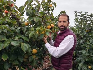 Chez José Maria, des kakis sous le soleil d’Espagne
