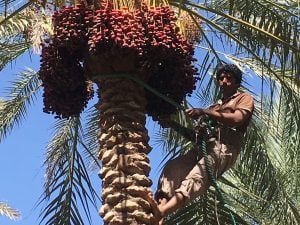 Sadjad, notre producteur iranien de dattes Mazafati