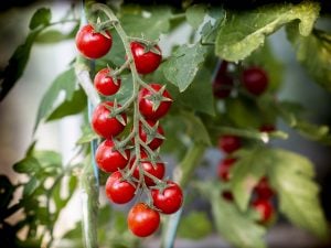 Au Jardin de Rabelais les tomates n’ont pas peur de rougir