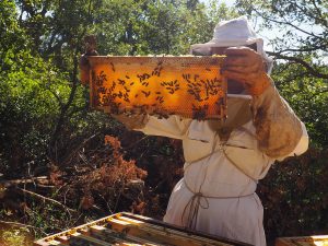 Les IGP Miels de Provence à tire d’ailes