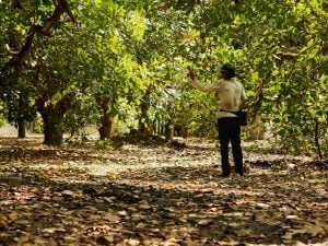 Des fruits secs biologiques produits équitablement dans les quatre coins du monde