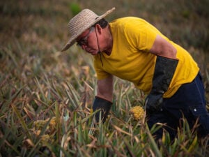 Sur les terres volcaniques de l’île de la Réunion, Christian prend soin de ses ananas Victoria