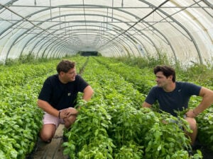 Dans les Alpilles, les herbes aromatiques de Maxime ont un parfum de Provence