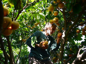 Découvrez l’IGP Citron de Menton, un concentré de soleil en provenance des Alpes-Maritimes