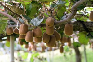 Kiwi jaune