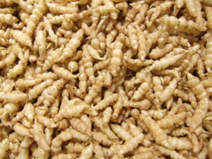 Crosnes 