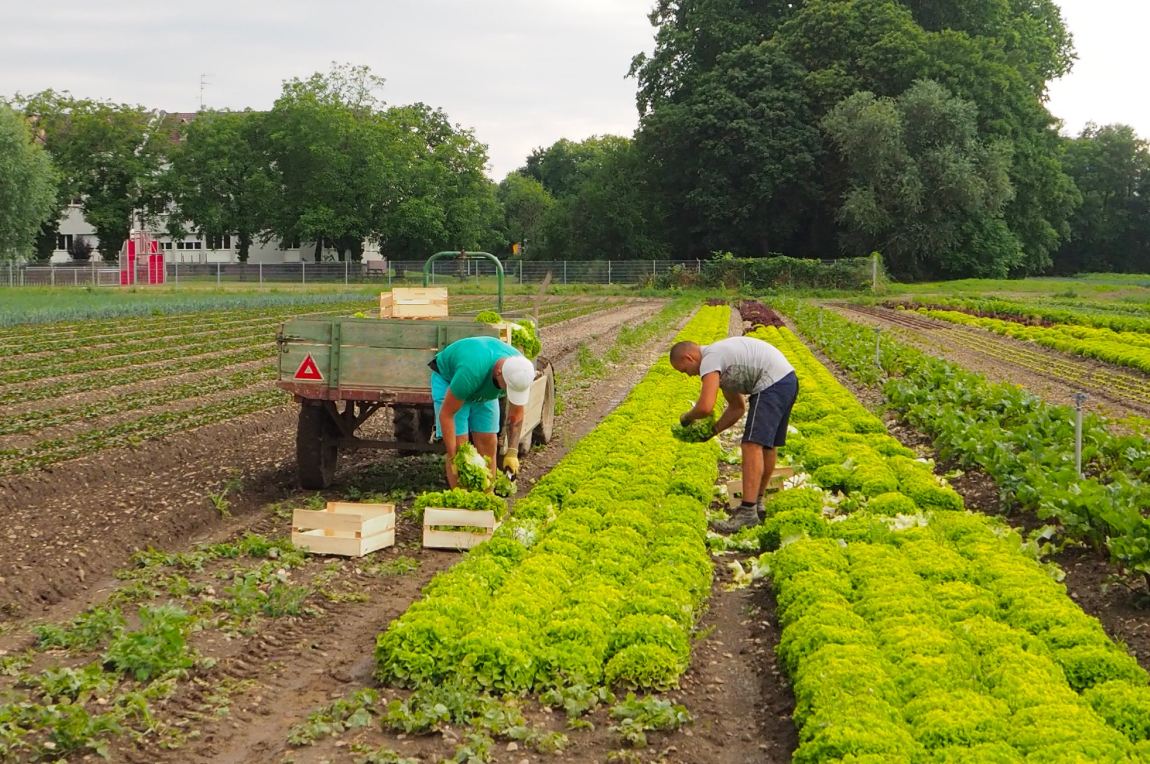 Chez Potager City, les French Days, c’est tous les jours !